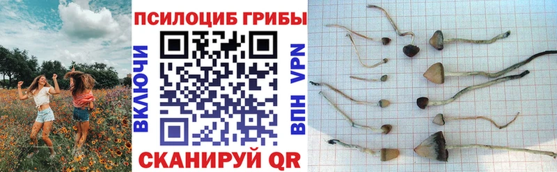 Галлюциногенные грибы MAGIC MUSHROOMS  где найти   Дмитров 